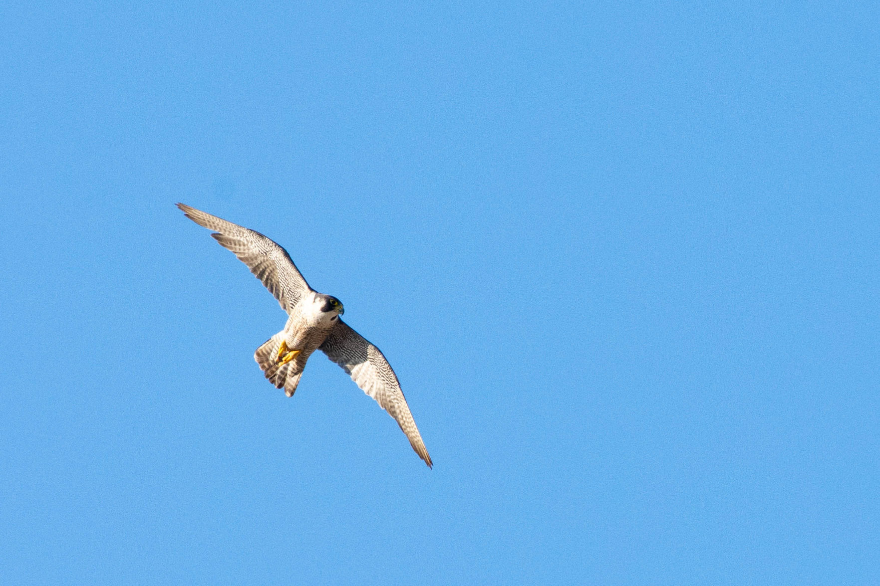 mature in flight